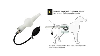 Pet Canine Insemination Tool Artificial Insemination Kit [upl. by Aloisius]