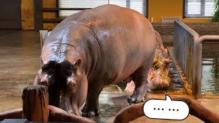 Poor Hippo Got Poop Sprayed in the Face  可怜河马被喷了一脸粑粑 [upl. by Ynnod]