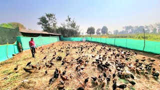 Free Range Poultry Farming l Fencing l Shed l Marketing l [upl. by Etiuqram]