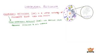 Endoplasmic Reticulum [upl. by Ruthanne865]