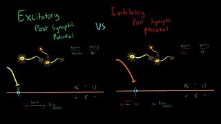 Excitatory vs Inhibitory Neurotransmitters and Post Synaptic Potentials Triggering Action Potentials [upl. by Drahsar4]