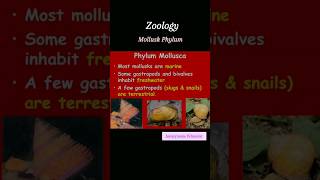 zoology phylum mullusca biology study viralvideo trending science lifescience education [upl. by Naerol]