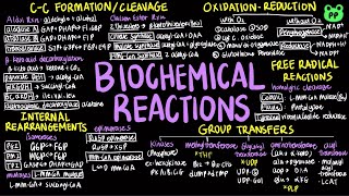 Biochemical Reactions  Principles of Metabolism 02  Biochemistry  PP Notes  Lehninger 6E Ch13 [upl. by Illyes]