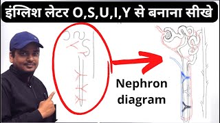 how to draw nephron diagram easily class 10 [upl. by Aikemit658]