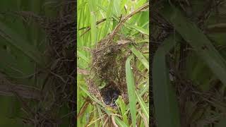 Top Baby Sparrow In Nest Ep028 birds wildbirdlife babyanimal aquarium birdlife birds wild [upl. by Irrab]