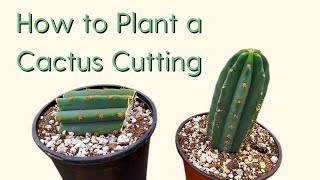 How to Plant a Cactus Cutting 101 [upl. by Amata168]