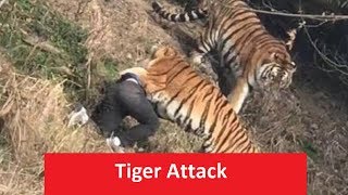 latest tiger attack in India [upl. by Acinomed]