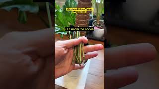 How to propagate Monstera Obliqua Yasuni shorts monsteraobliqua [upl. by Kaasi597]