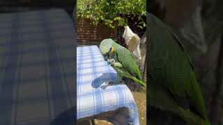 Loro que habla ❤️porque ya tan precioso 😍 parrot loros mascotas cotorro cotorrisa cotorra [upl. by Jordans]