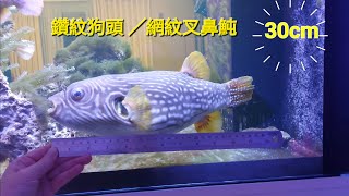 30cm鑽紋狗頭 網紋叉鼻魨 Arothron reticularis 河豚 Pufferfish pufferfish 河豚 [upl. by Sandra]