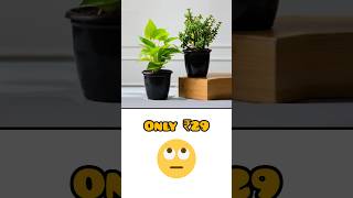 Set of 2 Lucky Plants🫣  Nurserylive  free shorts openboxtips unboxing viral ytshorts🤩🙄🙄🙄 [upl. by Mahala373]