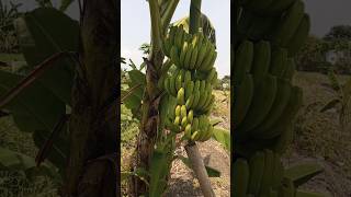 Pisang cavendish terpendek viralbudidayapertanianviralvideomusicfajasekale [upl. by Esch]