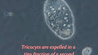 Paramecium Releasing Trichocysts [upl. by Edylc701]