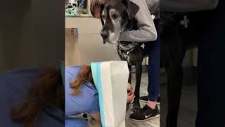 Clever Vet Protects Herself From Doggy Drool  ViralHog [upl. by Je]