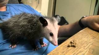 possum eating dinner at table [upl. by Anoet]