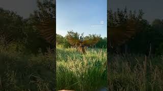 Free flight macaw lands in slow motion showcasing its love macaw cuteparrot sunset pets [upl. by Nadya]