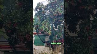 Rambutan fruit tree  natural resource  pink fruit  asin view  tamil  2023 [upl. by Sherman]