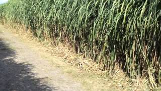 Napier grass pennisetum purpureum [upl. by Jaye]