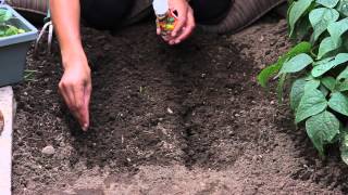 How to Start Marigolds From Seeds  The Chefs Garden [upl. by Amethyst840]