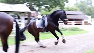 REITUNFALL im Gelände  Alleine ausreiten zu gefährlich [upl. by Ellesirg]