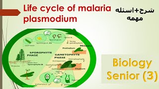 ثانويه عامه life cycle of a fern plant polypodium [upl. by Dlarej]