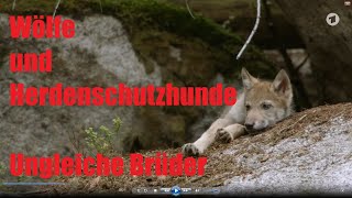 Wölfe und Herdenschutzhunde  Ungleiche Brüder [upl. by Bittner]