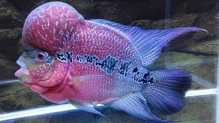 How to Grow Flowerhorn Hump Kok Head  1 Year Growth [upl. by Esyahc114]