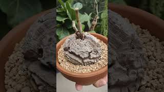 Dioscorea Elephantipes or Elephants Foot  bikolanahardinera shortvideo succulent dioscorea [upl. by Enirolf]