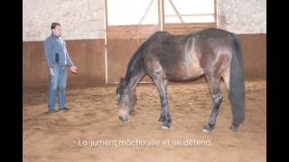 Séance Reiki sur un cheval [upl. by Zolnay532]