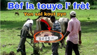 Li mete koulout li nan bouboune bèf la  li touyel San misye pa bat [upl. by Four]