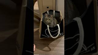 Unexpected item in bagging area 😂 cat funny catvideos [upl. by Racklin]