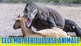 10 Cele Mai Periculoase Animale De Pe Glob [upl. by Ahsyt]