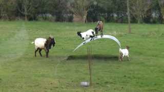 Chèvres en équilibre  goats balancing on a flexible steel ribbon [upl. by Terrene]