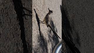 roadrunners cute interesting Lovely Nature UNM [upl. by Sikata]