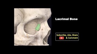 Bones of the head and neck skull and cervical spine preview  Human Anatomy  Kenhub [upl. by Greene]