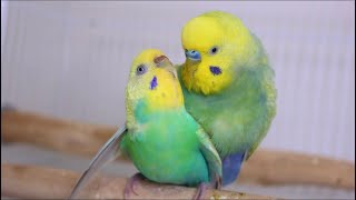 Budgies  parakeets  Mating  Breeding [upl. by Idnic]