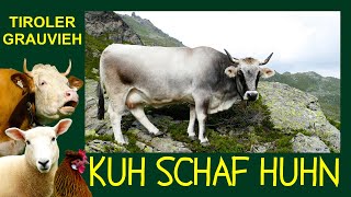 KUH SCHAF HUHN Folge 1 Tiroler Grauvieh  Die silbernen Rinder der Tiroler Berge  Wipptaler Rind [upl. by Barnebas]