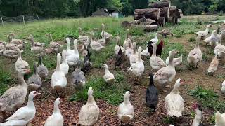 Cayuga Duck Molting and Color Change [upl. by Llednor]