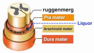 Ruggenmerg medulla spinalis [upl. by Andi628]