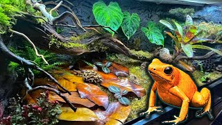 Poison Dart Frog Bioactive Vivarium Build Step By Step Terribilis [upl. by Olmstead69]