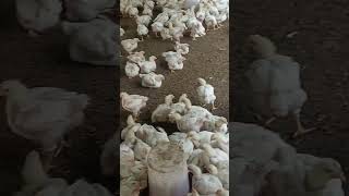 broiler farmingpoultry farminghow to start broiler farmingbroiler chicken farming broilerfarming [upl. by Ahsille394]