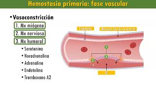 Hemostasia Etapas Fase vascular plaquetaria coagulación de la sangre fibrinólisis [upl. by Lidaa]