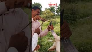 बैलपोळा सणानिमित्त बैलांची सजावट करताना बळीराजा  shorts viral video [upl. by Yditsahc100]