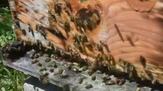 Capsule 4 Formation apicole  Varroa  Moyens de lutte [upl. by Asilram308]