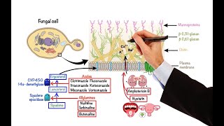 Pharmacology – ANTIFUNGAL DRUGS MADE EASY [upl. by Blancha]