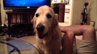 Funny Dogs lustige Hunde zum Totlachen [upl. by Leasi158]