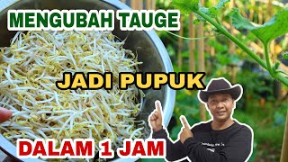 TAUGE Suburkan setara ZPT Pabrikan cukup 1 jam Tanpa Fermentasi [upl. by Bert677]