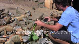 Archs Iguana Farm Roatan Honduras [upl. by Minette761]