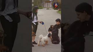 Top 10 Dog Training Tips for Beginners 🐶 doglovers dogtraining dogs funny [upl. by Aklim516]