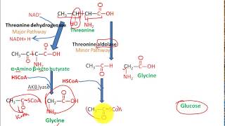 Catabolism Of threonine to pyruvate and succinate to glucose fasting state metabolism 3 [upl. by Iny]